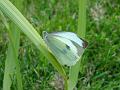 2013-0811-1300_Cabbage_White_20.7C
